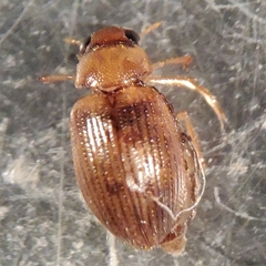 Berosus exiguus