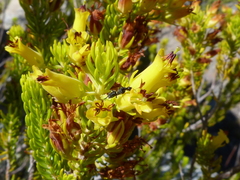 Erica parilis