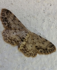 Idaea incisaria