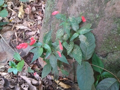 Ruellia brevifolia
