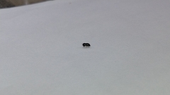 Scolytinae