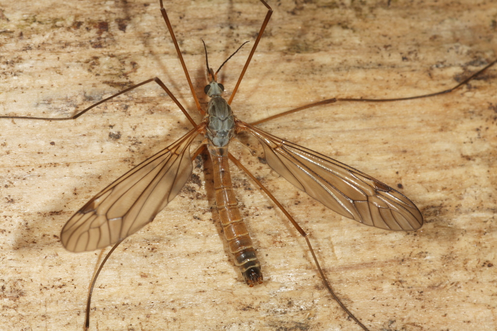 Tipula nubeculosa