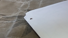 Scolytinae
