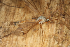 Tipula nubeculosa