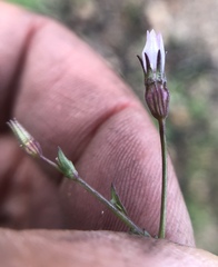 Ravenella angustiflora