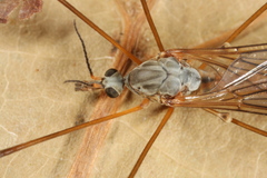 Tipula nubeculosa