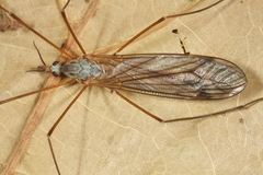 Tipula nubeculosa