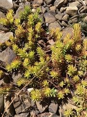 Sedum pulchellum