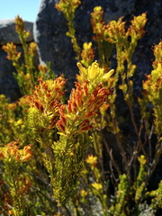 Erica parilis