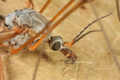 Tipula nubeculosa