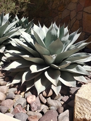 Agave ovatifolia