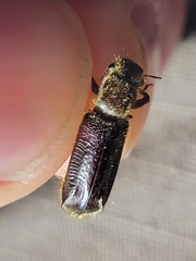 Melalgus plicatus