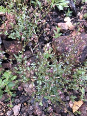 Ravenella angustiflora