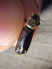Melalgus plicatus