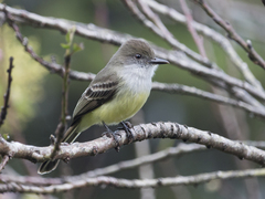 Myiarchus cephalotes