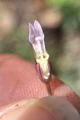 Ravenella angustiflora