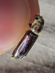 Melalgus plicatus