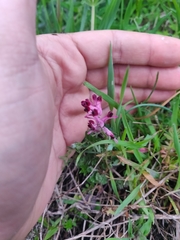 Fumaria bastardii