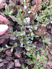 Ravenella angustiflora