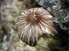 Pluteus granularis
