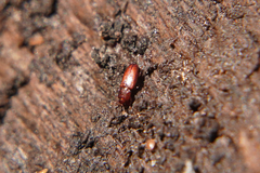 Cerylonidae