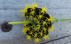 Leucanella viridescens