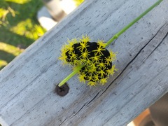 Leucanella viridescens