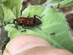 Rhodobaenus tredecimpunctatus