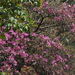Rhododendron rubropilosum - Photo (c) Lin Scott,  זכויות יוצרים חלקיות (CC BY), הועלה על ידי Lin Scott