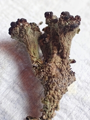Cladonia phyllophora