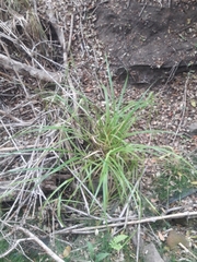Carex excelsa