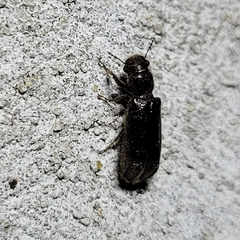 Melalgus plicatus