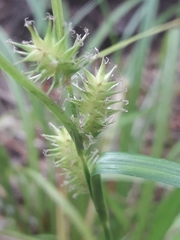 Carex excelsa