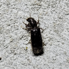 Melalgus plicatus