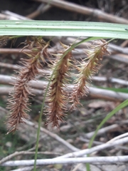 Carex excelsa