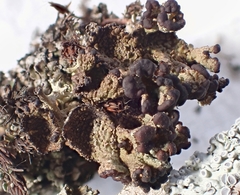 Cladonia phyllophora
