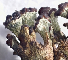 Cladonia phyllophora