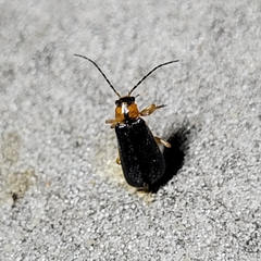 Rhagonycha lineola