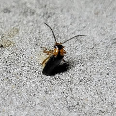 Rhagonycha lineola
