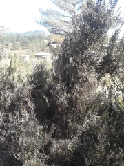 Myrceugenia rufa