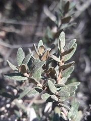Myrceugenia rufa