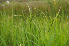 Carex gibba