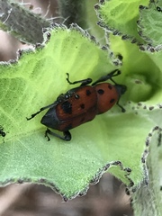 Rhodobaenus tredecimpunctatus