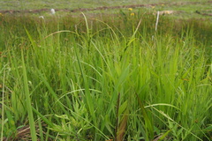 Carex gibba