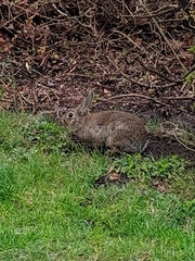 Oryctolagus cuniculus