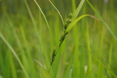 Carex gibba