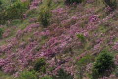 Rhododendron rubropilosum