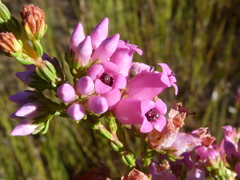 Erica daphniflora