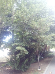 Ostrya carpinifolia