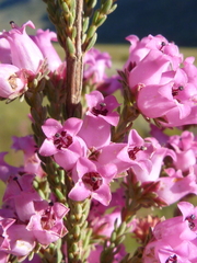 Erica daphniflora